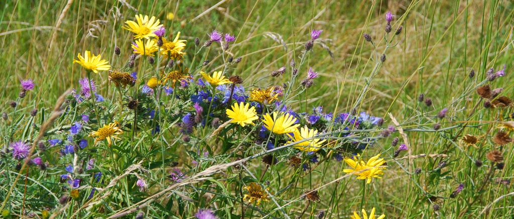 Blumenstrauß aus Wildblumen (Rough Fairway)